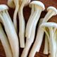 Want Fresh and Tasty Enoki Mushrooms?